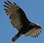 turkey_vulture_underside.jpg